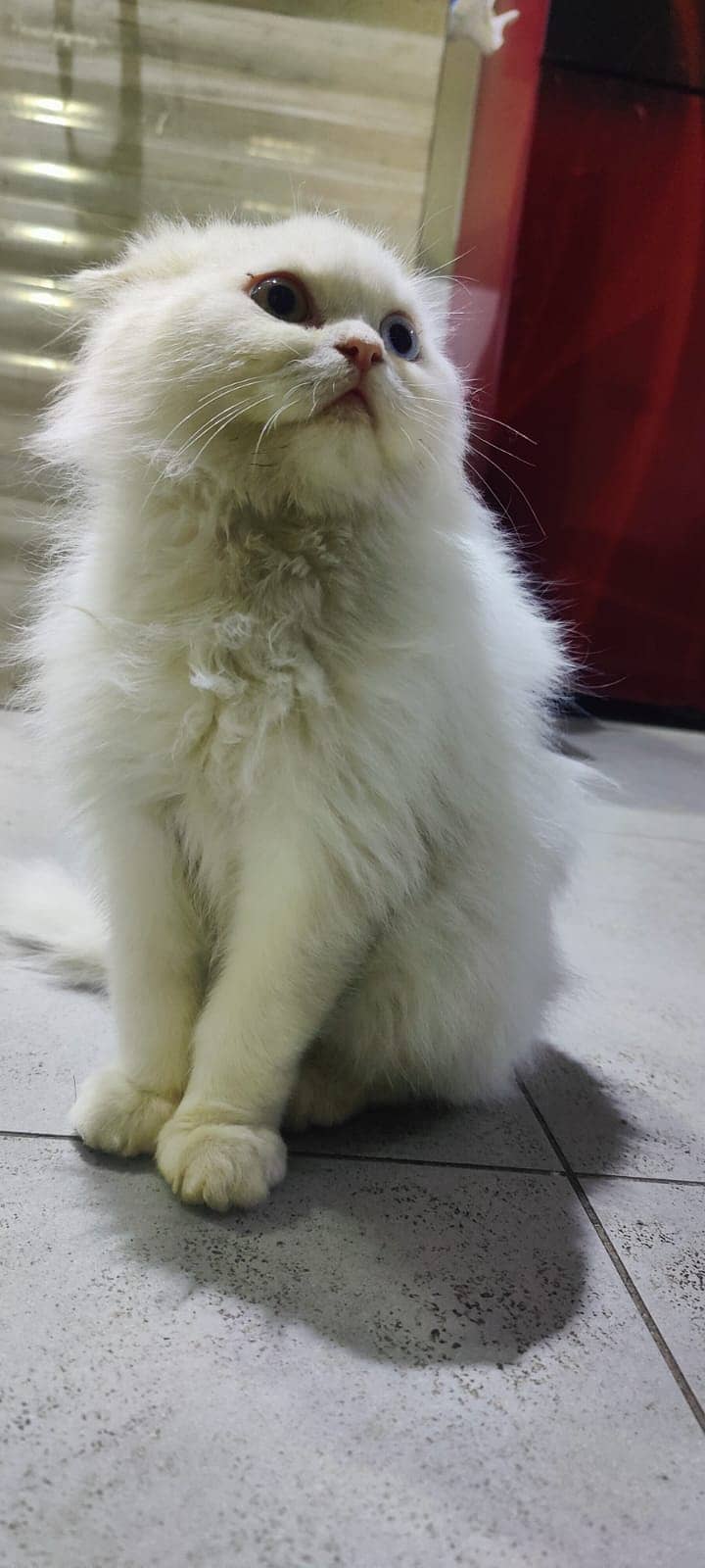 persian cat / odd eyes / punch face / vaccinated 3