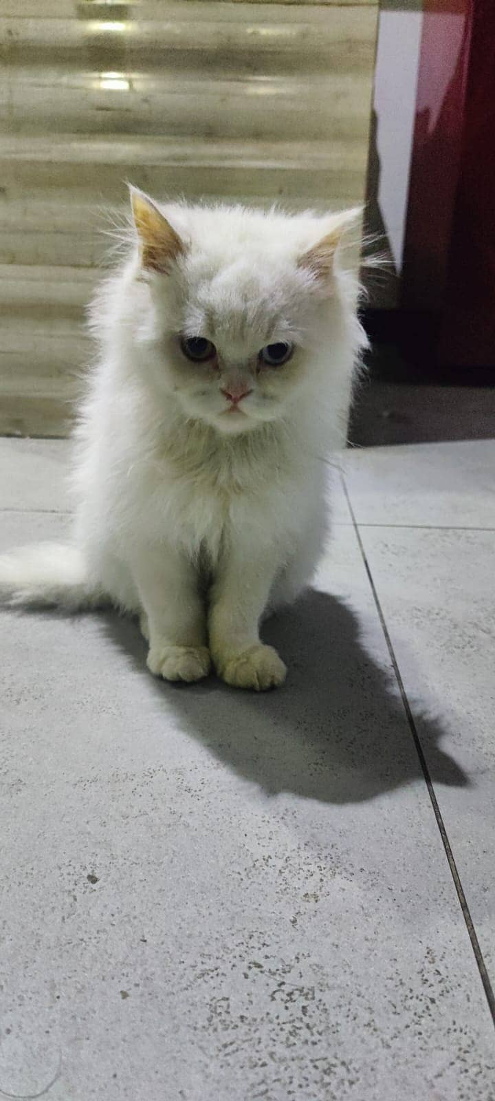 persian cat / odd eyes / punch face / vaccinated 5