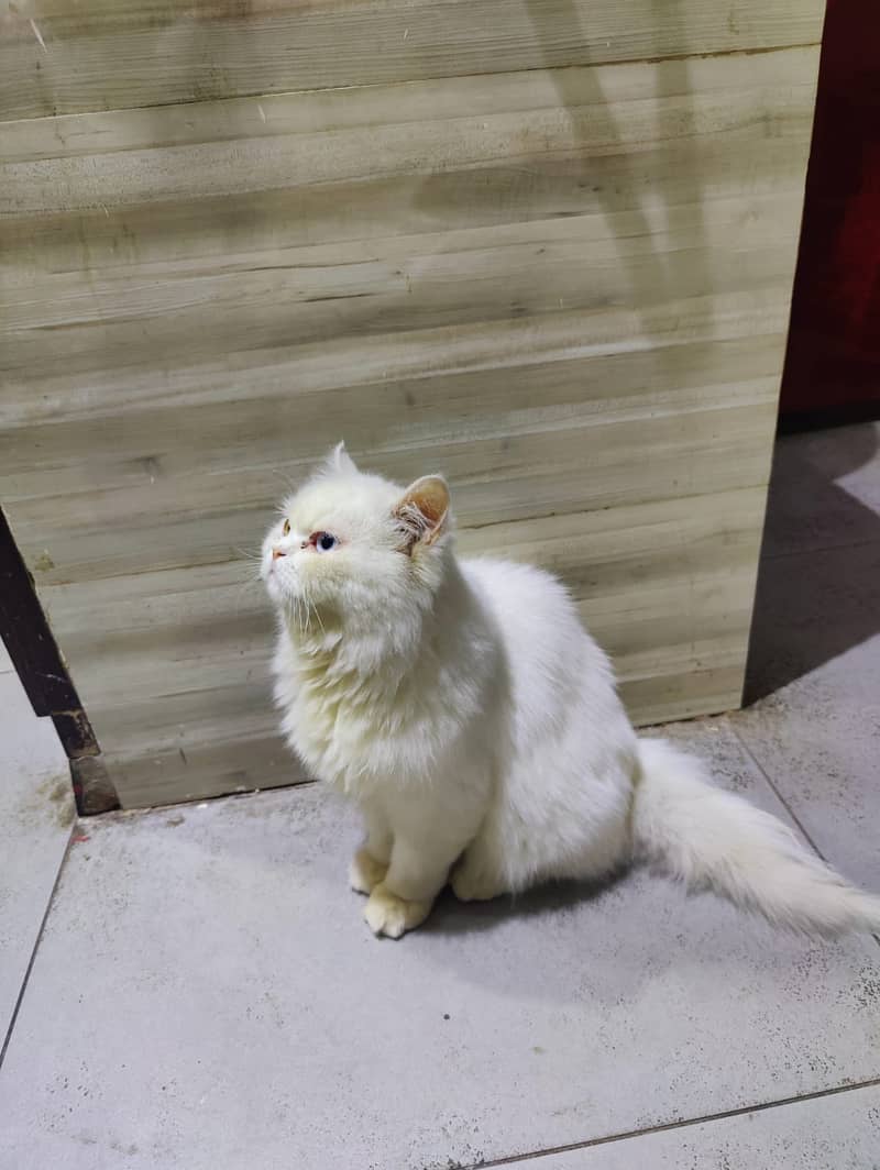 persian cat / odd eyes / punch face / vaccinated 6