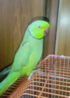 my friendly parrot.