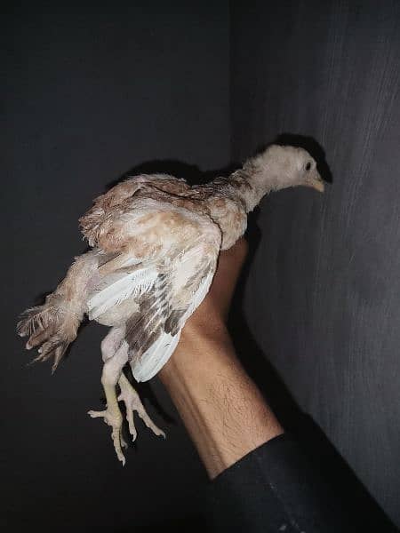 aseel chicks for sale 2