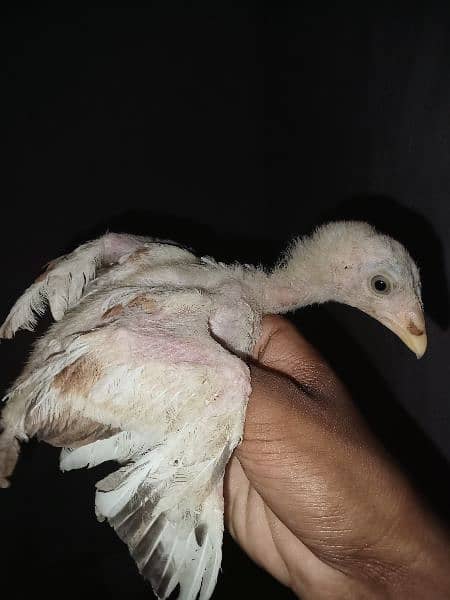 aseel chicks for sale 3