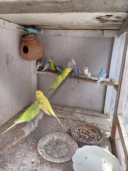 wooden cage with birds 7