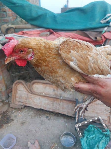 Egg Laying Golden Misri chickens for sale 2