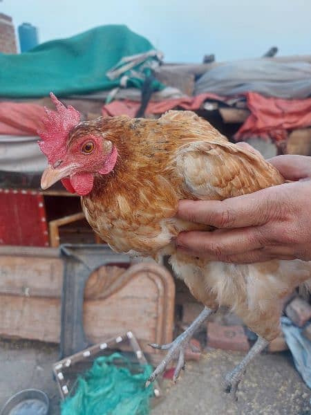 Egg Laying Golden Misri chickens for sale 3