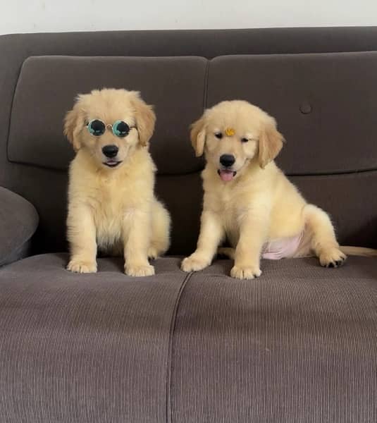 Golden Retriever Puppies 0