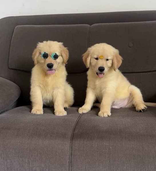 Golden Retriever Puppies 1