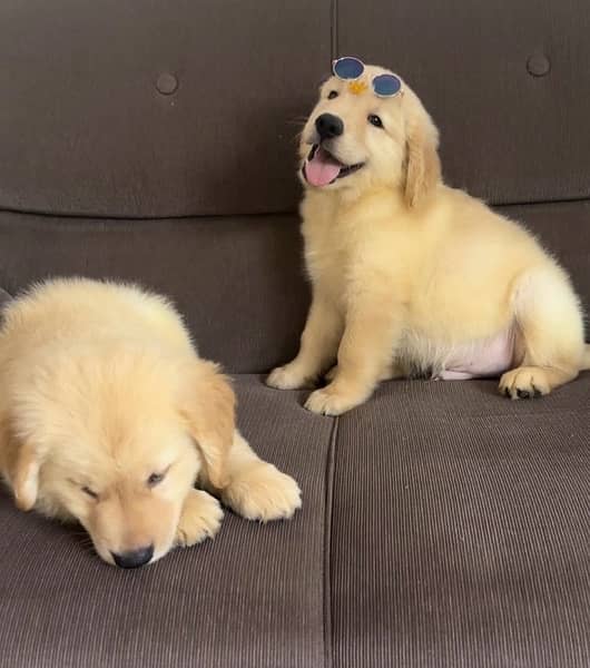 Golden Retriever Puppies 4