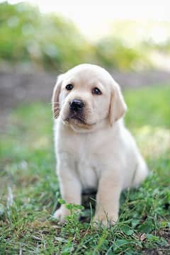 white LAB male pup for sale