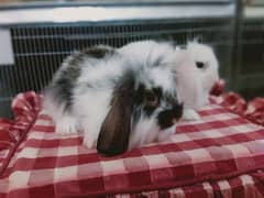 loin lop Rabbit pair so beautiful healthy active cute and friendly