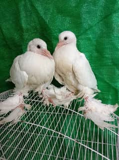 Pigeon pom gubara pouter chicks pair