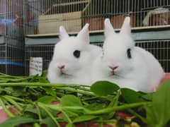 Hotot dwarf rabbit pair short ear perfect Kajal zero size so beautiful