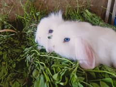 loin lop blue eyes so beautiful rabbit baby pair