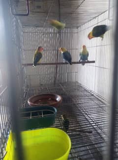 love birds set up with cages urgent sell
