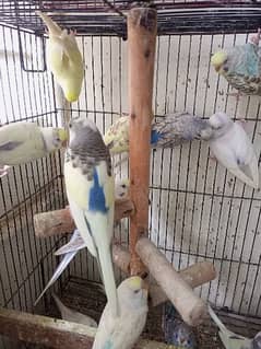 Budgies for sale |