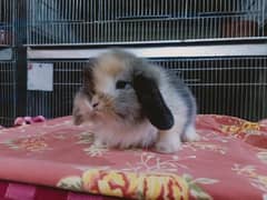 so beautiful healthy active cute and friendly baby male rabbit