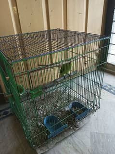 parrot with cage