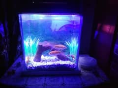 Decorated aquarium with Goldfish available