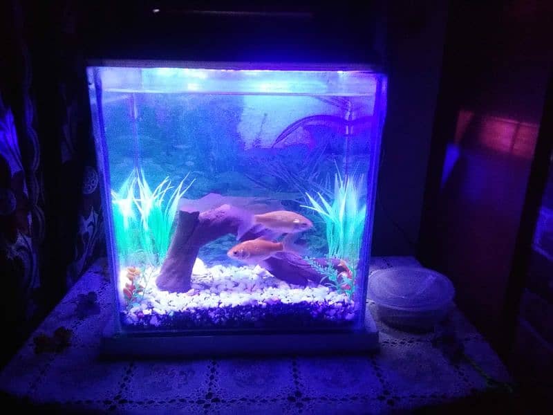 Decorated aquarium with Goldfish available 0