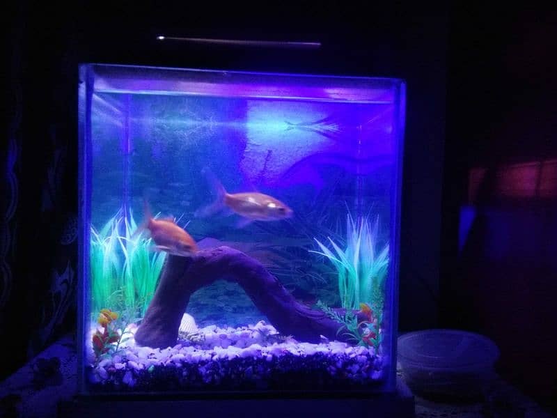 Decorated aquarium with Goldfish available 1