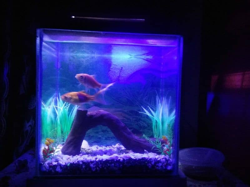 Decorated aquarium with Goldfish available 2