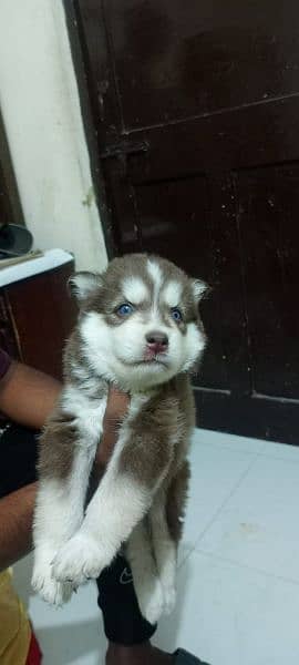 puppies available for sale,Siberian Husky puppies 0