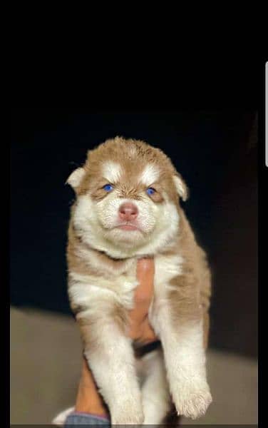puppies available for sale,Siberian Husky puppies 2
