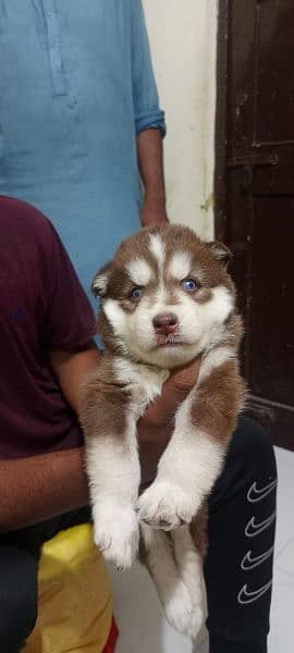 puppies available for sale,Siberian Husky puppies 3