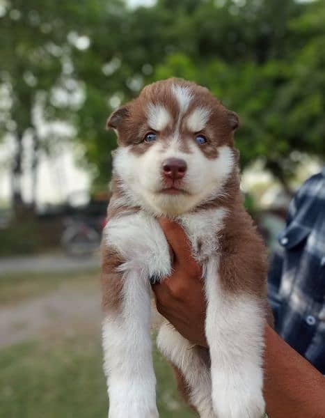 puppies available for sale,Siberian Husky puppies 4