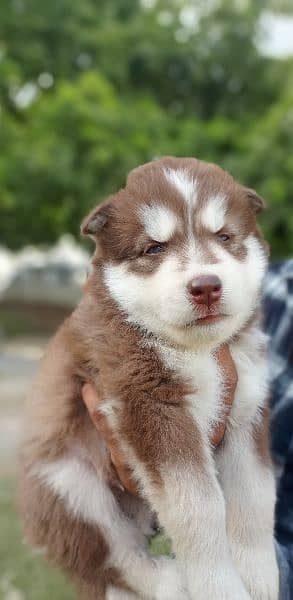puppies available for sale,Siberian Husky puppies 5