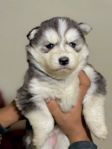 puppies available for sale,Siberian Husky puppies 6