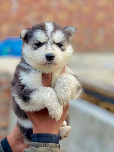 puppies available for sale,Siberian Husky puppies 7