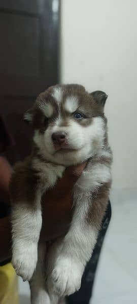 puppies available for sale,Siberian Husky puppies 9