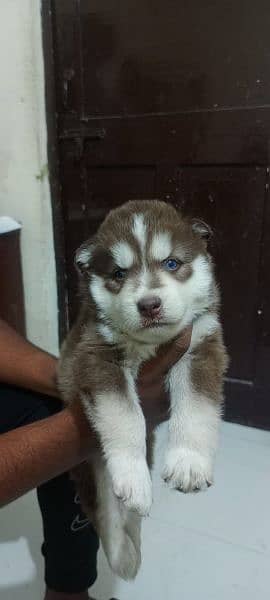 puppies available for sale,Siberian Husky puppies 10