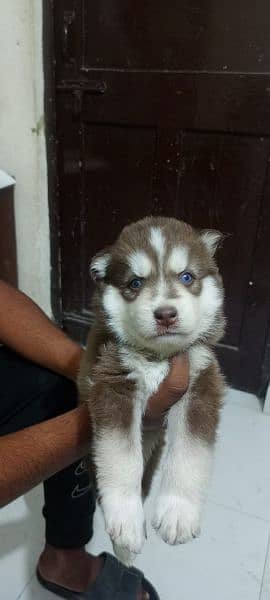 puppies available for sale,Siberian Husky puppies 11