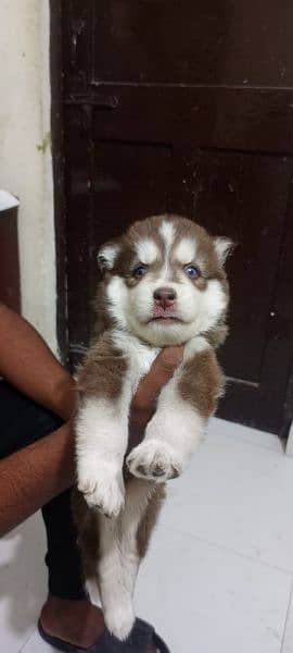 puppies available for sale,Siberian Husky puppies 12