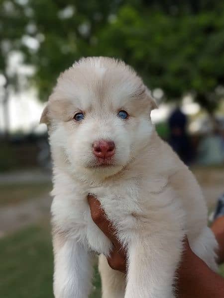 puppies available for sale,Siberian Husky puppies 14