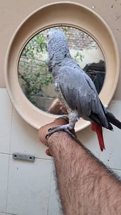 gray parrot for sale 0321-8871406