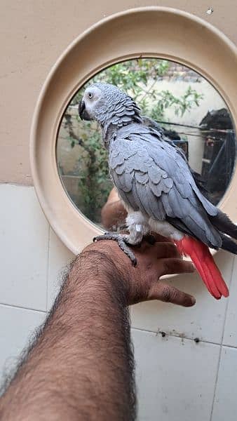 gray parrot for sale 0321-8871406 1