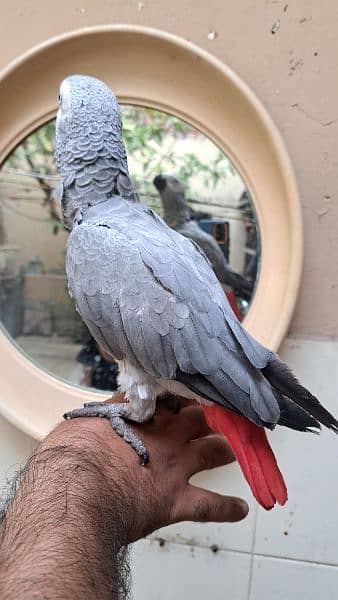 gray parrot for sale 0321-8871406 2