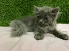 Persian kittens Gray black White
