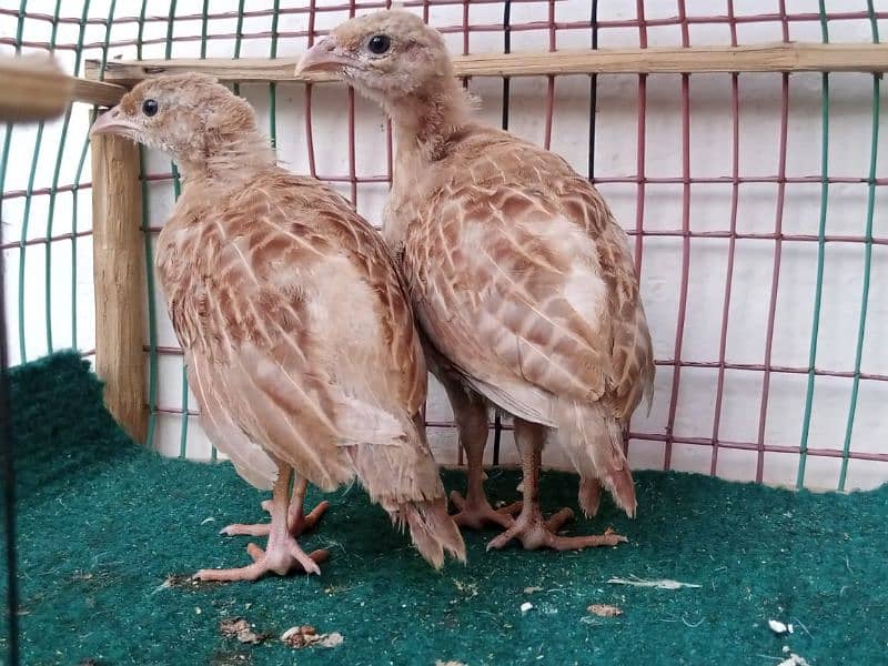 irani teetar chicks pair 1