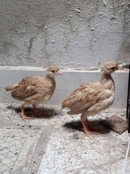 irani teetar chicks pair 4