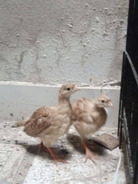 irani teetar chicks pair 5