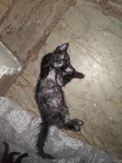 Black Persian Double Coated Kitten 0