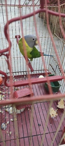 plum head Parakeet aka finschii 3