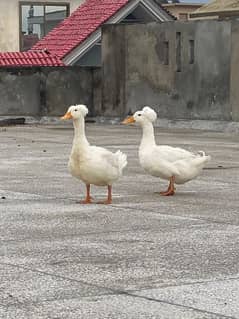 crested ducks