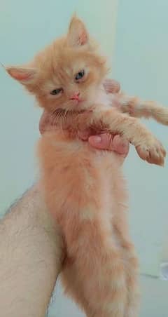 Persian Cat Kittens 0