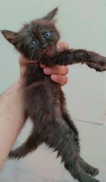 Persian Cat Kittens 1