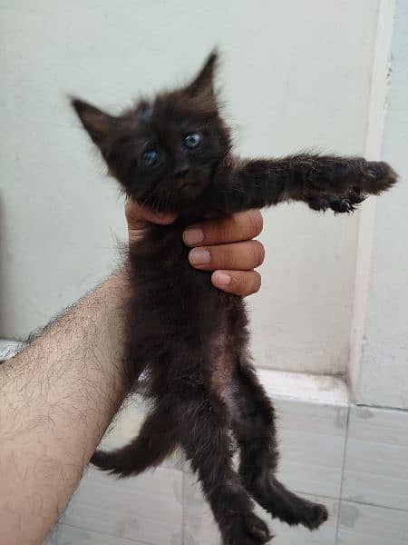 Persian Cat Kittens 4